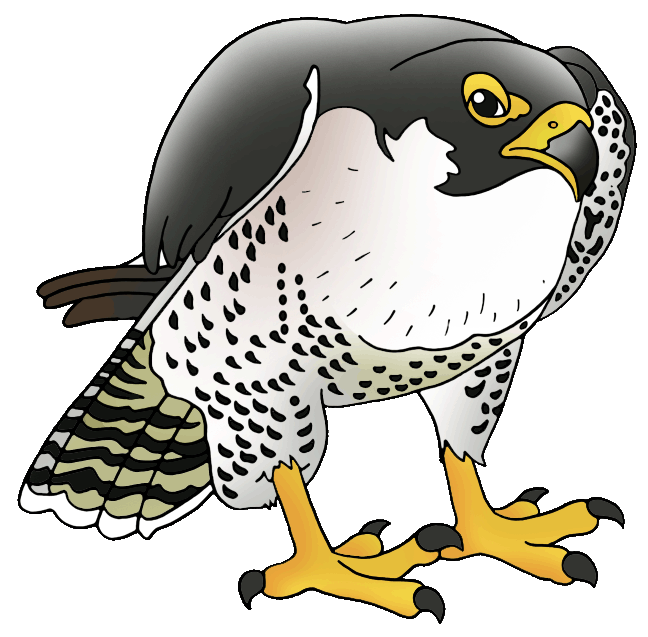 falcon-clipart-15